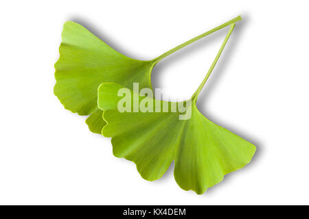 Foglie di Ginkgo biloba isolati su sfondo bianco Foto Stock