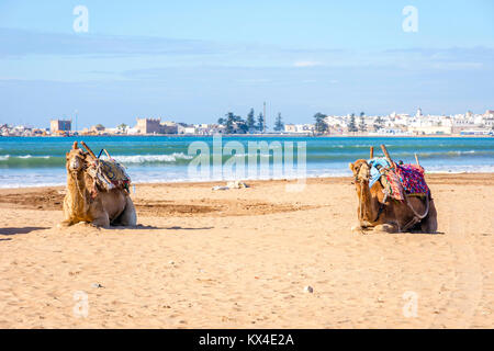 Cammelli che giace sulla spiaggia di sabbia di mare in spiaggia Essaouira, Marocco Foto Stock