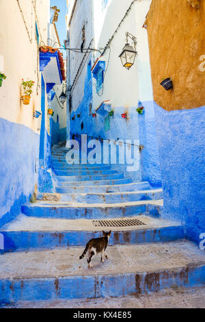 Cat a piedi su per le scale per strada dipinto di blu a Chefchaouen, Marocco Foto Stock