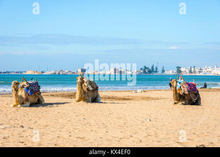 Cammelli che giace sulla spiaggia di sabbia di mare in spiaggia Essaouira, Marocco Foto Stock