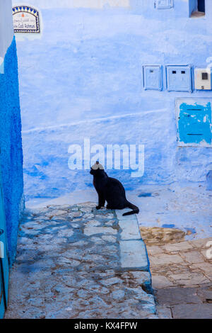 Gatto nero seduto su un angolo di strada in città blu, Chefchaouen, Marocco Foto Stock