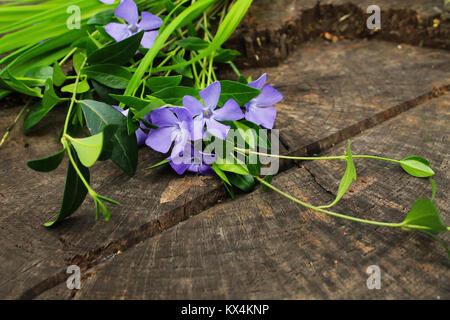 Fiori e foglie di vinca sul vecchio sfondo di legno Foto Stock