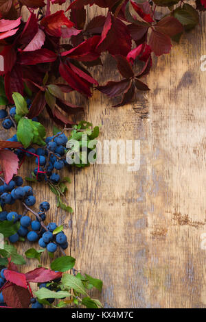 Prugnolo succursale con blu di bacche e foglie rosse su uno sfondo di legno Foto Stock