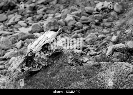 Abbandonato il cranio giacente su roccia, dopo l'inverno Foto Stock