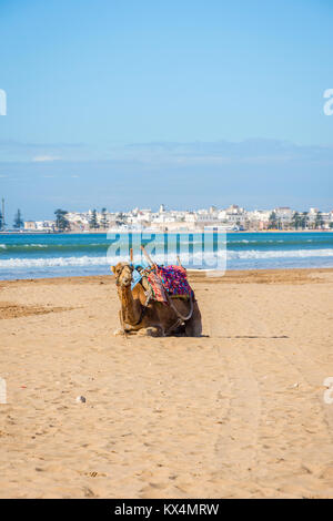 Cammelli che giace sulla spiaggia di sabbia di mare in spiaggia Essaouira, Marocco Foto Stock