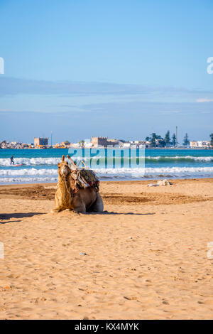 Cammelli che giace sulla spiaggia di sabbia di mare in spiaggia Essaouira, Marocco Foto Stock