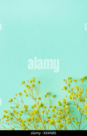 Piccoli ramoscelli di giallo dei fiori di acacia telaio di frontiera su sfondo turchese. Piatti creativi laici. Sito Web Modello di pagina di intestazione. Spazio copia Pasqua madre di giorni Foto Stock