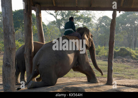 Mahout rides giovane elefante al centro di allevamento a Sauraha, Nepal Foto Stock