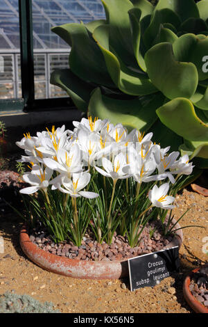 CROCUS GOULIMYI. Fioritura autunnale crocus. Foto Stock