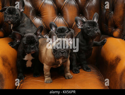 Cinque bulldog francese cuccioli in una sedia Foto Stock