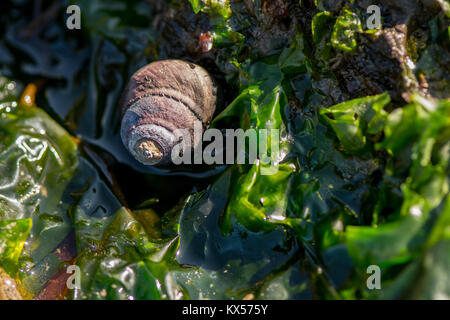 Piccolo Guscio di lumaca si siede in verde Kelp nel pool di marea Foto Stock