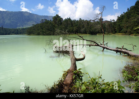 Alberi nel lago Telaga WArna, Dieng plateau, Java Foto Stock