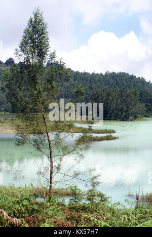 Albero sul lago Telaga Warna, altopiano Dieng, Java, Indonesia Foto Stock