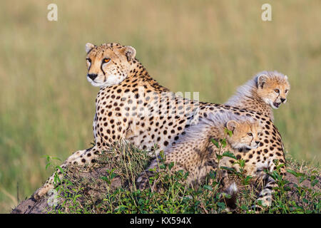 Truffato con curiosi cubss sulla savana Foto Stock