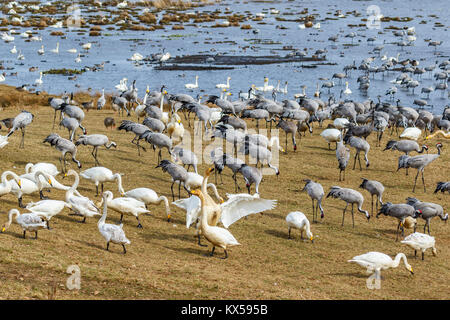 Gregge di Whooper cigni e gru su un lago Foto Stock