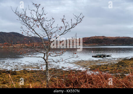 Un albero solitario su un giorno inverni dal lato del Loch Sunart in a Ardnamurchan, Lochaber, Scozia. Il 24 dicembre 2017. Foto Stock