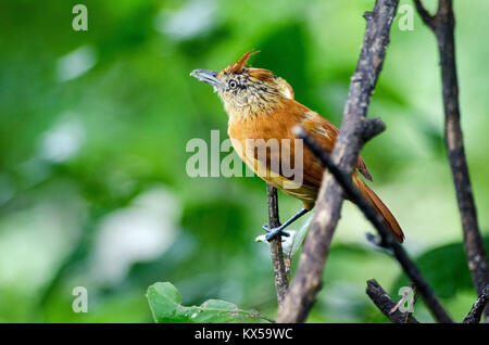 Un color rame sbarrato femmina antshrike bird, nome latino Thamnophilus doliatus, appollaiate su un piccolo ramo nella foresta pluviale in Tobago Trinidad e Foto Stock