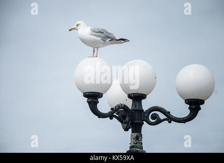 Seagull seduto su una lampada sulla costa inglese Foto Stock