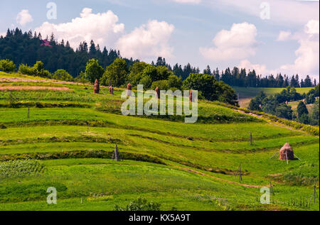 Haystacks su pendii erbosi in area rurale. incantevole paesaggio agrario in estate Foto Stock