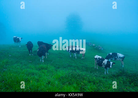 Fiume Miera Valley, Valles Pasiegos, Cantabria, Spagna, Europa Foto Stock