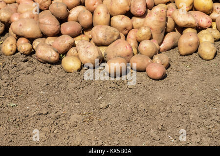 Patate cosparse di sporcizia giacente a terra Foto Stock