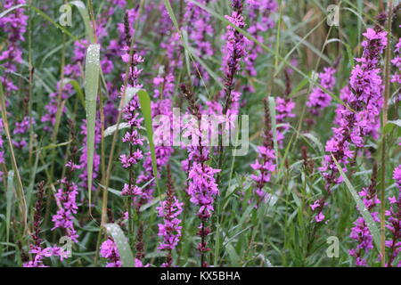 Mattina gocce di rugiada su fiori luminosi Lythrum salicaria Foto Stock