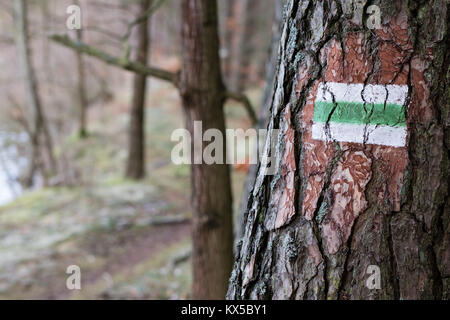 La marcatura del percorso turistico. Una strada turistica segno sulla corteccia di un albero di pino. Bosco in inverno. Foto Stock