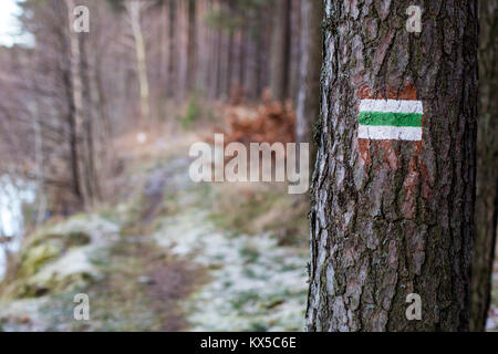 La marcatura del percorso turistico. Una strada turistica segno sulla corteccia di un albero di pino. Bosco in inverno. Foto Stock