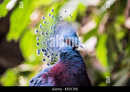 Victoria incoronato Pigeon,ritratto. Foto Stock