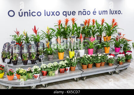 Lisbona Portogallo,Sao Sebastiao,El Corte Ingles,megastore,grandi magazzini,Monceau Fleurs,mercato floreale,fioraio,piante,fiori,stand,bromeliads,esposizione Foto Stock