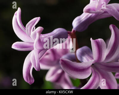 Vista di giacinto viola petali con gocce di pioggia su di esso Foto Stock