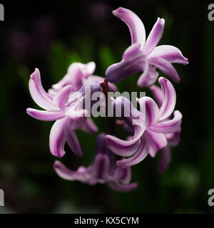 Vista di giacinto viola petali con gocce di pioggia su di esso Foto Stock