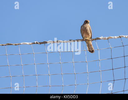 Il Gheppio (Falco tinnunculus) su Gran Canaria Isole Canarie Spagna Foto Stock