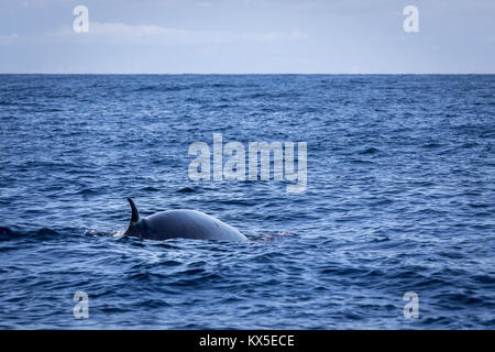 Brydes balena, Balaenoptera brydei,mostrando la sua pinna dorsale nell'Oceano Atlantico vicino a Gran Canaria. Foto Stock