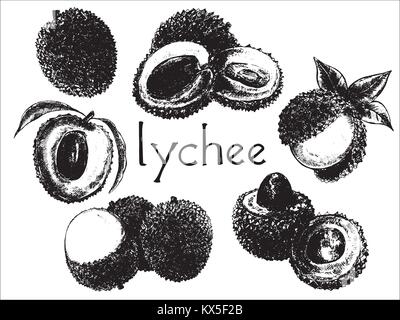 Mano bozzetto set di lychee frutti. Tutta la frutta con foglie e tagliate a fette. Illustrazione di vettore isolato su sfondo bianco. Illustrazione Vettoriale