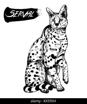 Disegnato a mano stile sketch serval. Illustrazione di vettore isolato su sfondo bianco. Illustrazione Vettoriale