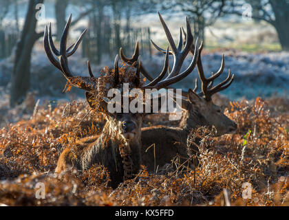 @ Red Deer stags seduto in bracken durante la stagione di solchi Foto Stock