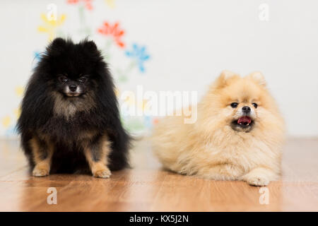 Due cani di razza Pomerania una seduta sul pavimento accanto Foto Stock
