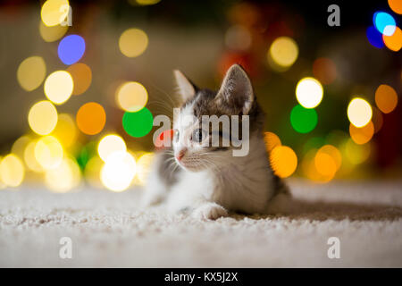 Gattino giace su un tappeto vicino a un albero di Natale con ghirlande Foto Stock