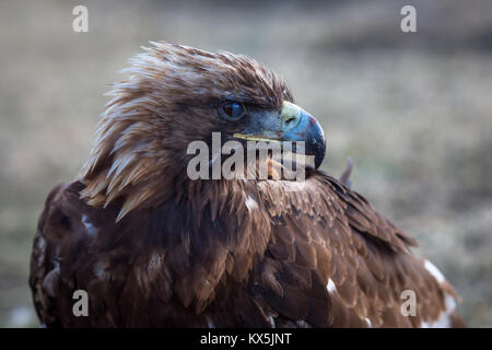 Il mongolo golden eagle nella steppa. Foto Stock