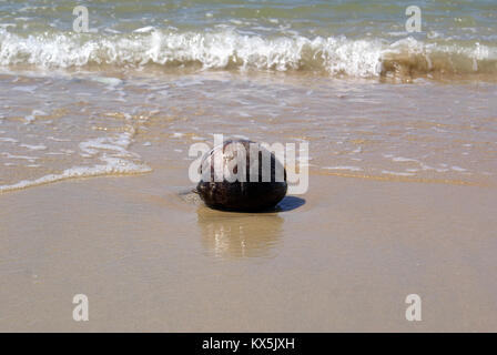 Il Cocco sulla riva del mare in Cherating, Malaysia Foto Stock