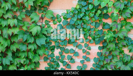 Edera verde su un muro di mattoni intreccio Foto Stock