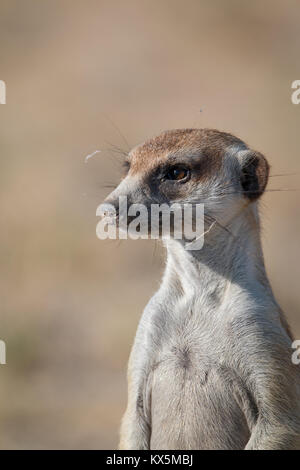 Meerkat nel Kalahari Foto Stock