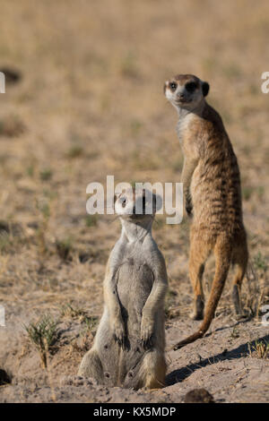 Meerkat nel Kalahari Foto Stock