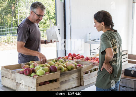 Un uomo acquisto appena raccolto le mele in un Apple Orchard. Foto Stock