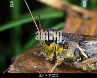 Red-gambe grasshopper (Melanoplus femurrubrum) close-up Foto Stock