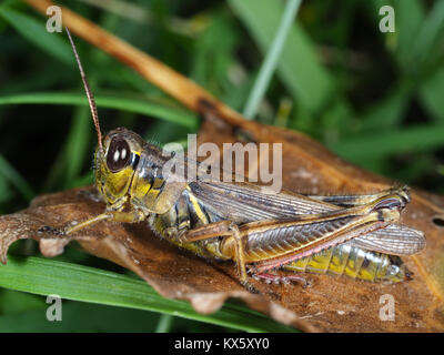 Red-gambe grasshopper (Melanoplus femurrubrum) close-up Foto Stock