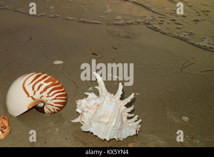 Le bellezze naturali di conchiglie sulla spiaggia al tramonto della  Thailandia Foto stock - Alamy