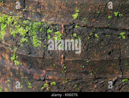 Close-up di formiche occupato l'Arrampicata sul ruvido albero di cocco Trunk, Thailandia Foto Stock