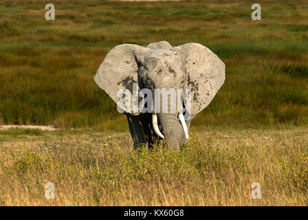 TANZANIA Serengeti Nationalpark vicino ad Arusha , elefanti selvatici / Tanzania Serengeti Nationalpark bei Arusha , Elephant Foto Stock